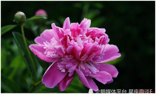 在3月中旬,否极泰来,扬眉吐气,收获美好的三大星座 第1张 在3月中旬,否极泰来,扬眉吐气,收获美好的三大星座 第1张