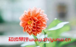 金木水火土生辰八字算命(金木水火土对应的八字) 第1张 金木水火土生辰八字算命(金木水火土对应的八字) 第1张