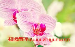 八字算命对人生的影响(八字与命运的奥秘) 第1张 八字算命对人生的影响(八字与命运的奥秘) 第1张
